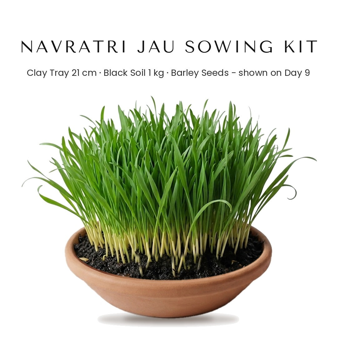 Navratri jau sowing kit - 21cm terracotta clay tray with 9-day-old barley jawara in black soil - Divine Sansar