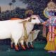 The importance of cow worship (Gau Mata) in Hindu tradition.