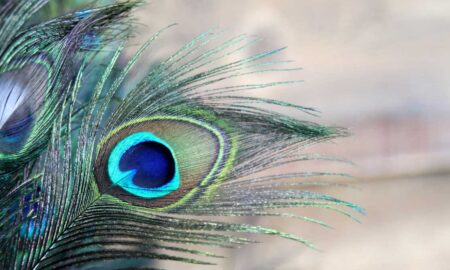 7 Ways Peacock Feathers Can Help Achieve Success According to Vastu