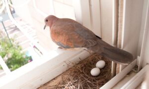 Pigeon Nests in Home: Lucky Charms or Cursed Invaders?