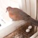 Pigeon Nests in Home: Lucky Charms or Cursed Invaders?