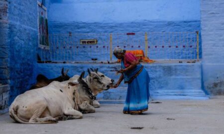 The Significance of Cow Worship (Gau Seva) in Sanatan Dharma: Understanding the Benefits in Hinduism
